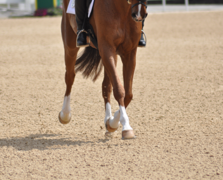 Pictured is a close up of the hooves of a chestnut horse trotting along a sand surface
