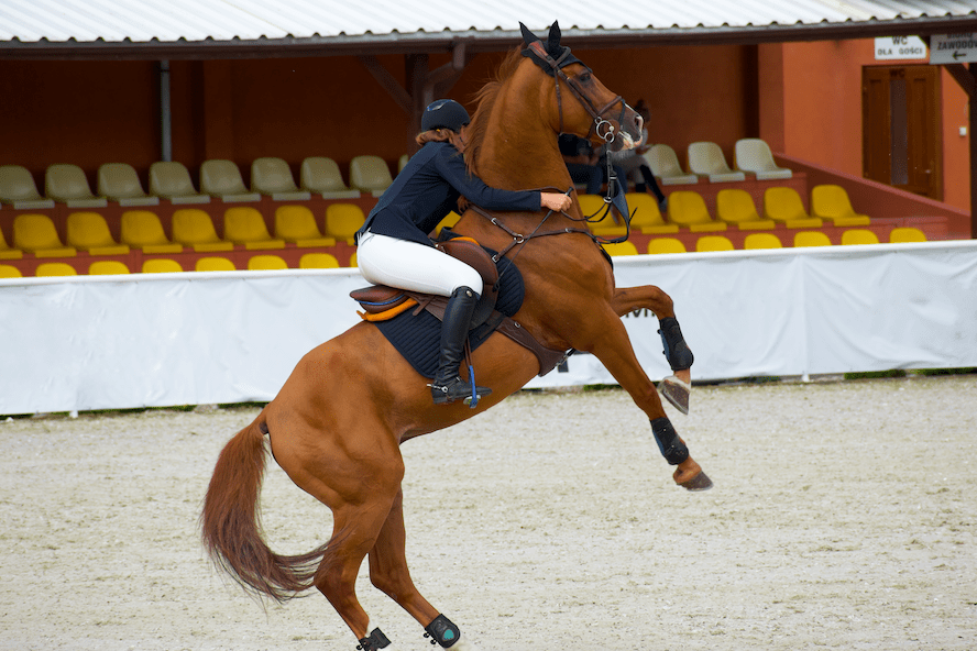 Pictured is a chestnut horse rearing up with a rider on board