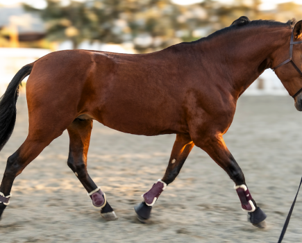 Pictured is a bay horse being lunged; lunging is a great form of exercise