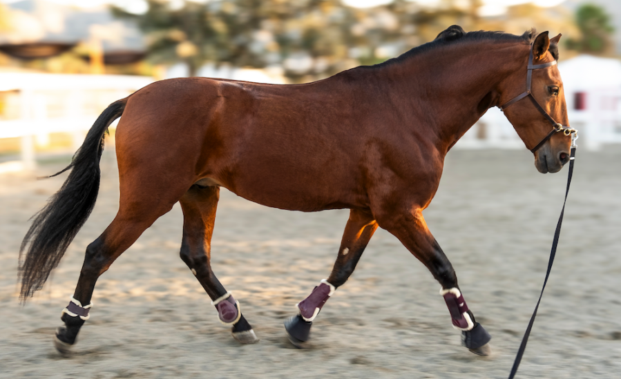 Pictured is a bay horse being lunged; lunging is a great form of exercise