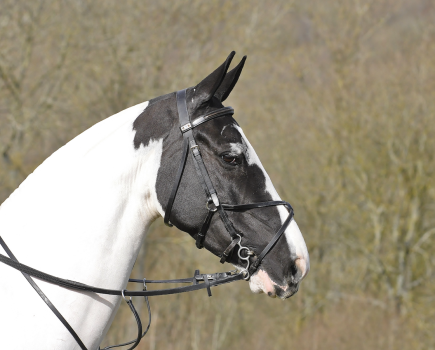 Pictured is a coloured horse in a grackle bridle with ears forward looking at something in the distance