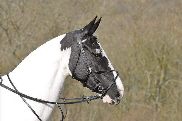 Pictured is a coloured horse in a grackle bridle with ears forward looking at something in the distance