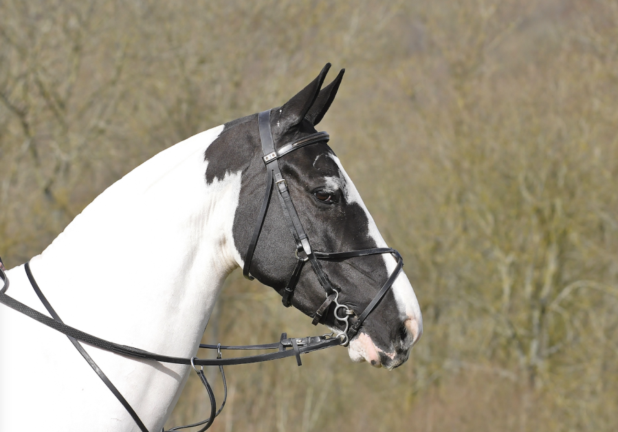 Pictured is a coloured horse in a grackle bridle with ears forward looking at something in the distance