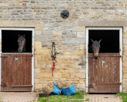 Pictured are two horses in their stables at an equestrian property, which many people dream of buying