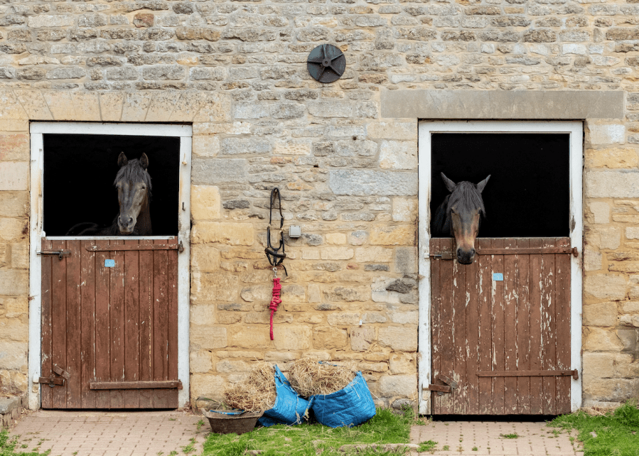 Pictured are two horses in their stables at an equestrian property, which many people dream of buying