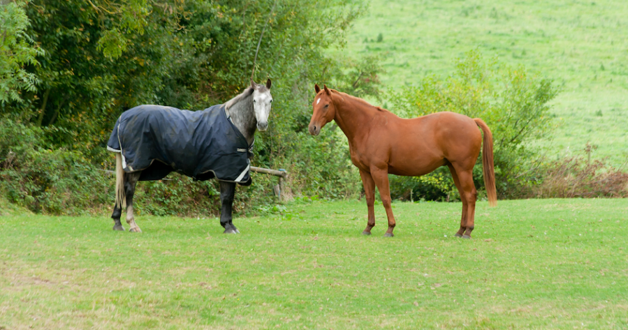 Pictured is a grey horse and a chesnut horse in a field, with the grey horse wearing a rug but his fieldmate having no blanket on at all