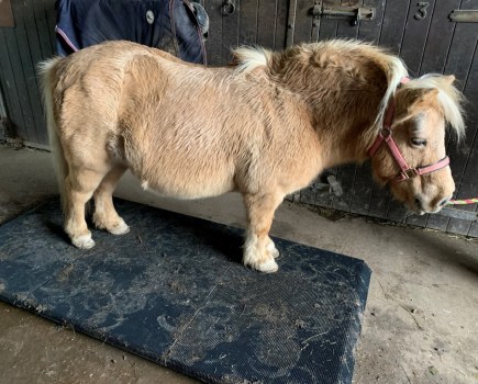Pictured is a very overweight Shetland pony called Diamond on a weigh bridge at a BHS Horse Health Day