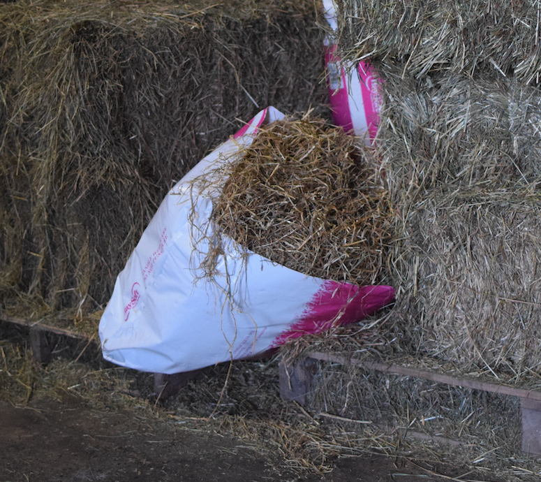 Pictured is an open bag of haylage, another type of forage for horses