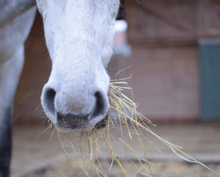 Pictured is a close up of a grey horse eating hay, which is a type of forage and staple of horse diet