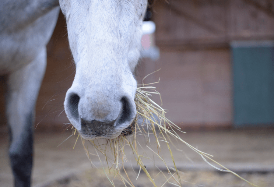 Pictured is a close up of a grey horse eating hay, which is a type of forage and staple of horse diet