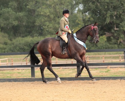 Former racehorse Carragghann is pictured in the show ring