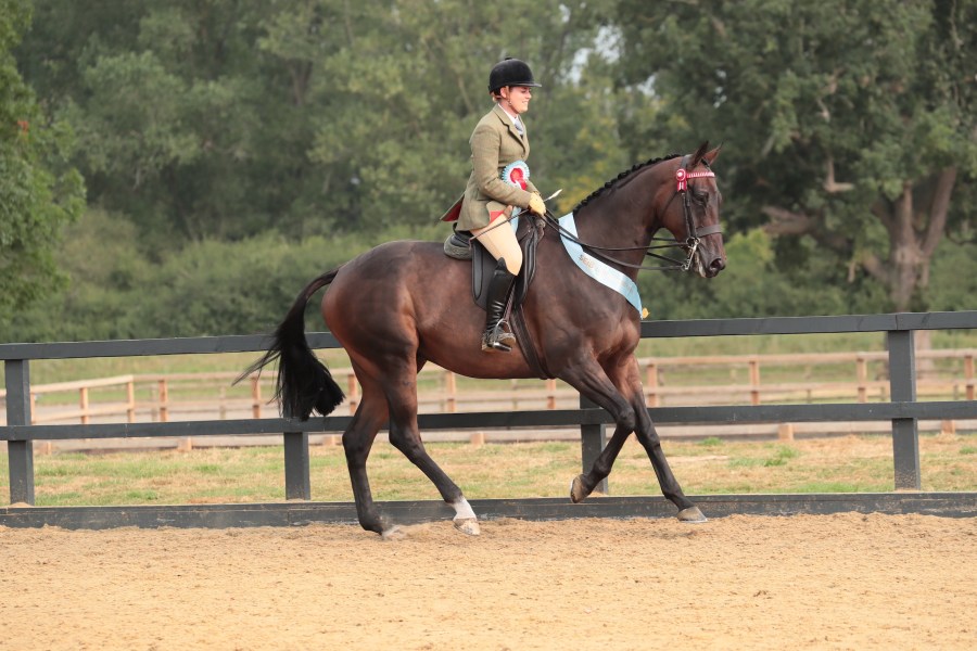 Former racehorse Carragghann is pictured in the show ring