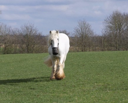 Pictured in her field wearing a muzzle is Floss, a grey horse whose life was transformed with a calorie restricted diet