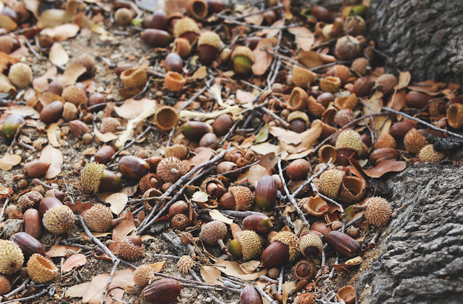 Pictured are fallen acorns on the floor, which pose a serious threat of acorn toxicity if eaten by horses