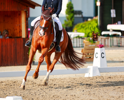 Pictured is a chestnut horse and rider beginning a 20m circle at C in a dressage test