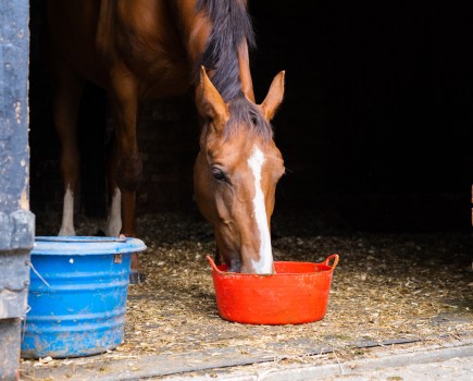 Pictured is a bay horse eating out of a red feed bucket in a stable; diet is a key factor in managing gastric ulcers in horses