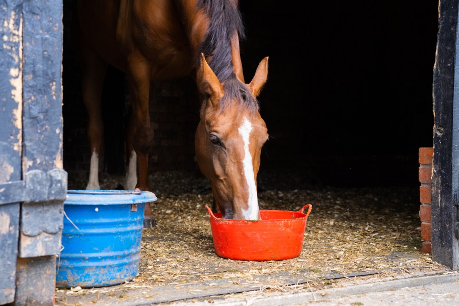 Pictured is a bay horse eating out of a red feed bucket in a stable; diet is a key factor in managing gastric ulcers in horses