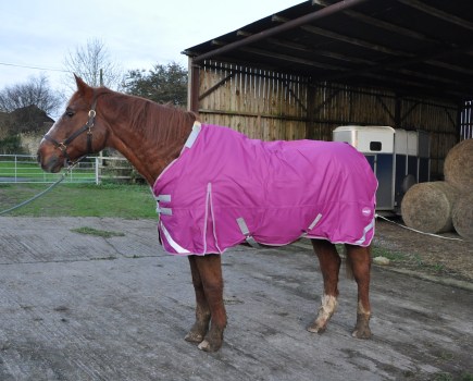 Apollo is pictured wearing the Swish Equestrian 200g Detachable Neck Turnout Rug in Mulberry