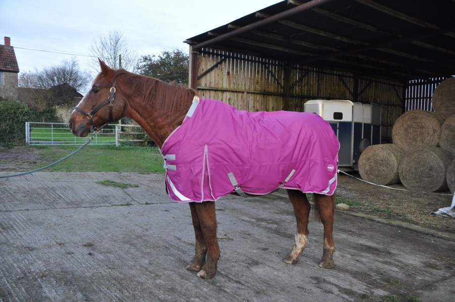 Apollo is pictured wearing the Swish Equestrian 200g Detachable Neck Turnout Rug in Mulberry