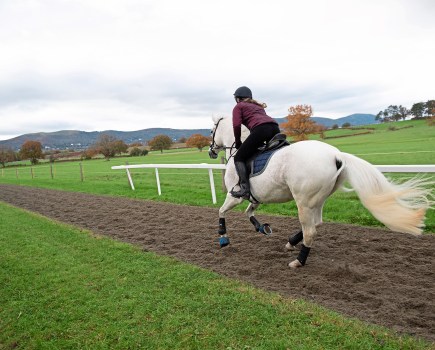 A grey horse is pictured cantering on the gallops