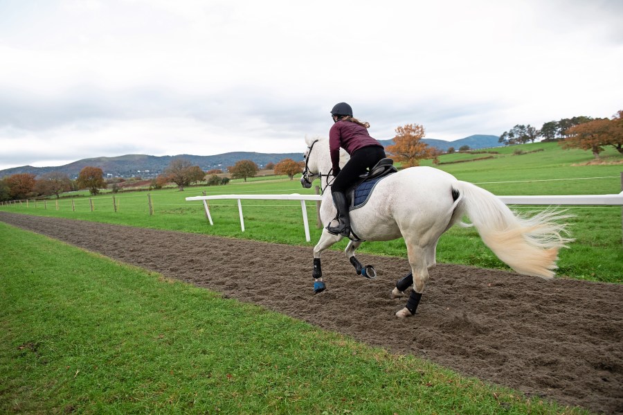 A grey horse is pictured cantering on the gallops