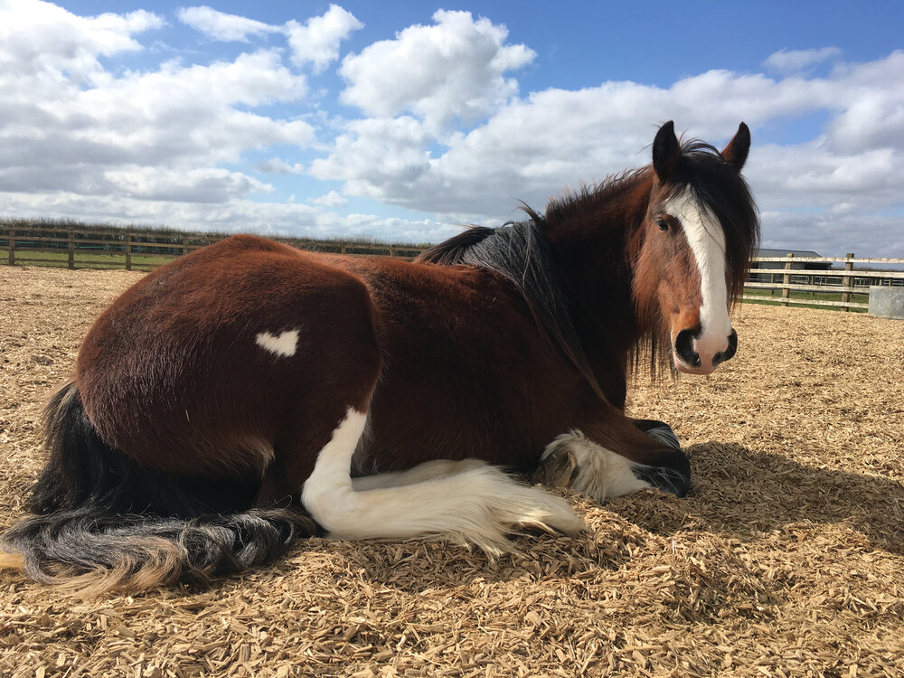 redwings-horse-sanctuary-offers-interactive-sessions-for-children