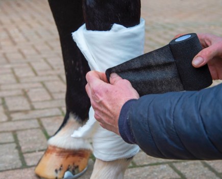 Pictured is a close up of Alan Davies applying a black bandage to cover a wound on a horse's leg