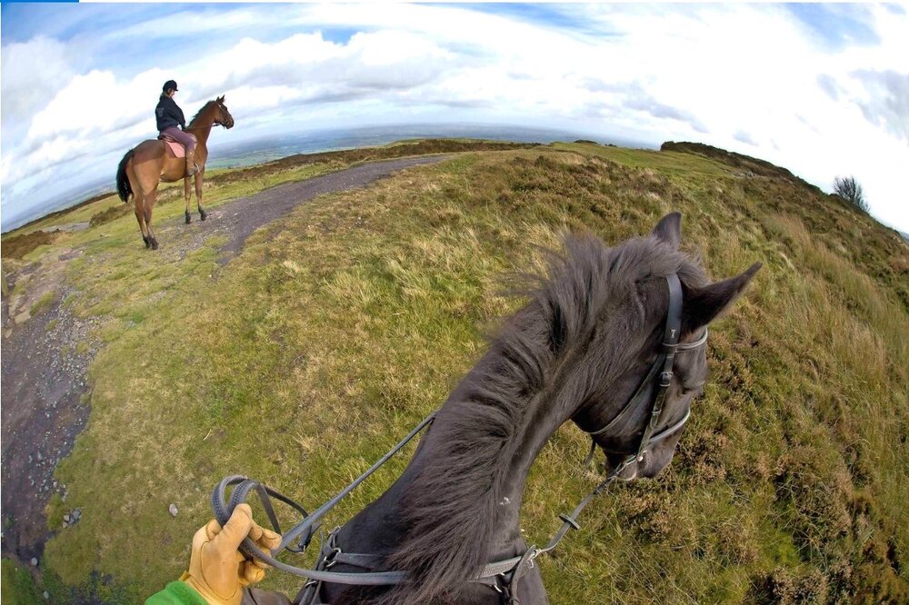 The Face Says It All: Horses' expressions give clues to state of