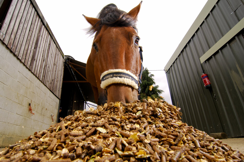 Overfeeding And Underworking: The Equine Obesity Epidemic - Your Horse