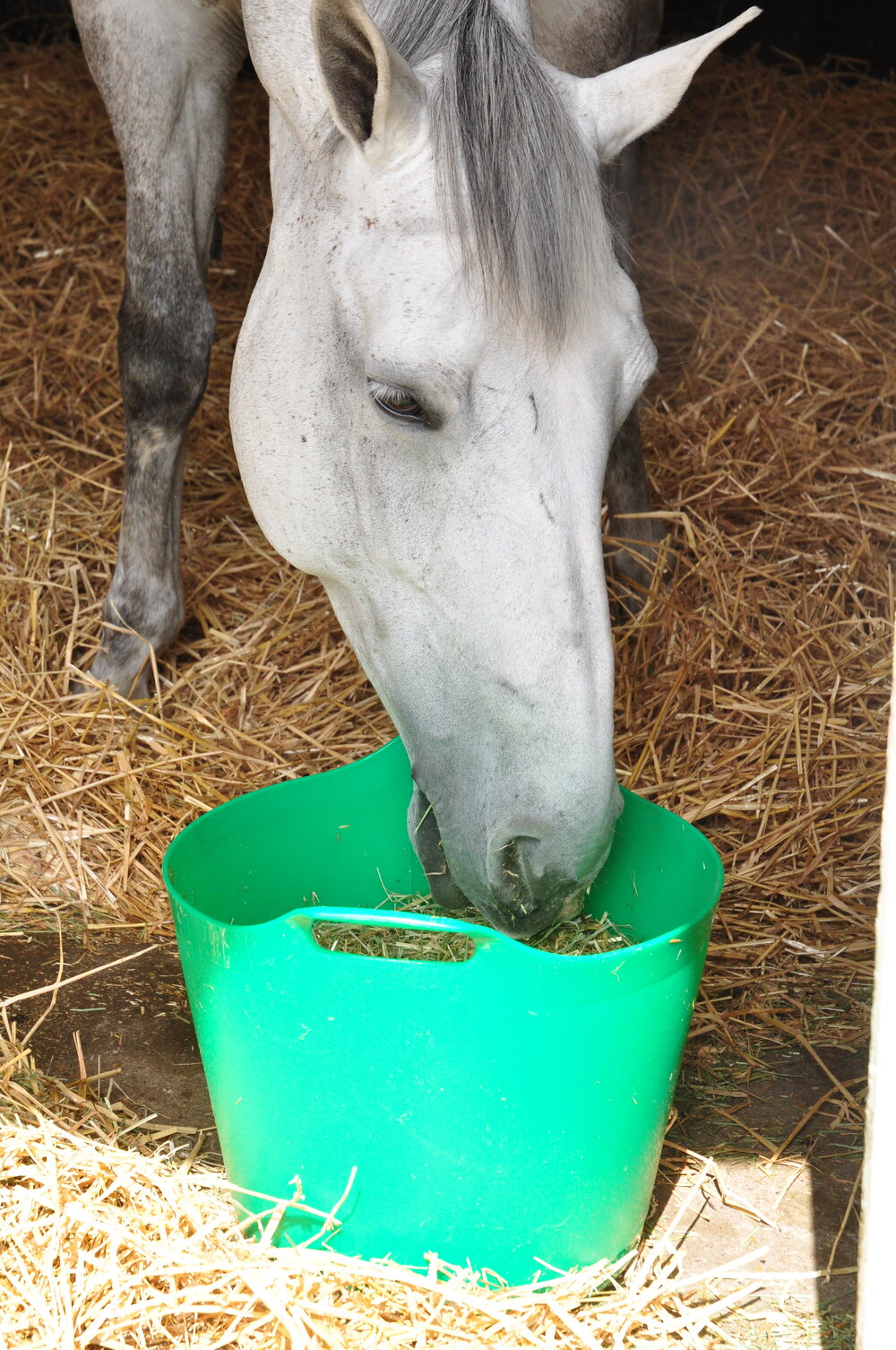 What Types Of Straw Can Be Fed to Horses - Dengie