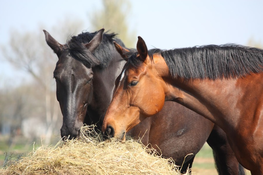 Pictured are two horses eating from a large round hay bale, a sign that they are happy