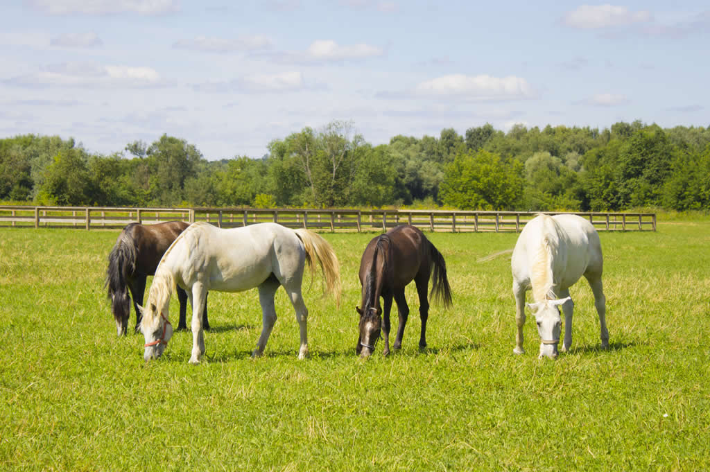 How to tell if your horse has put on weight and ways to help him lose it -  Your Horse