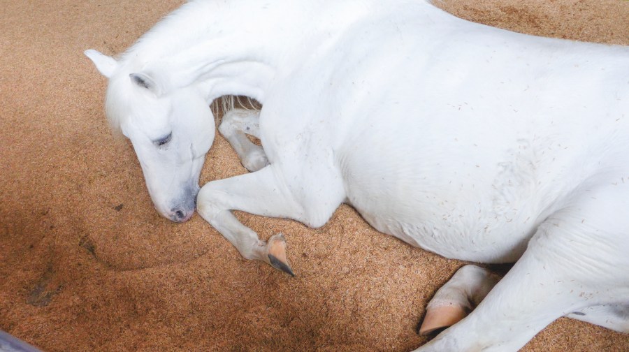 Pictured is a grey horse lying down on a shavings bed, a possible sign of colic in horses