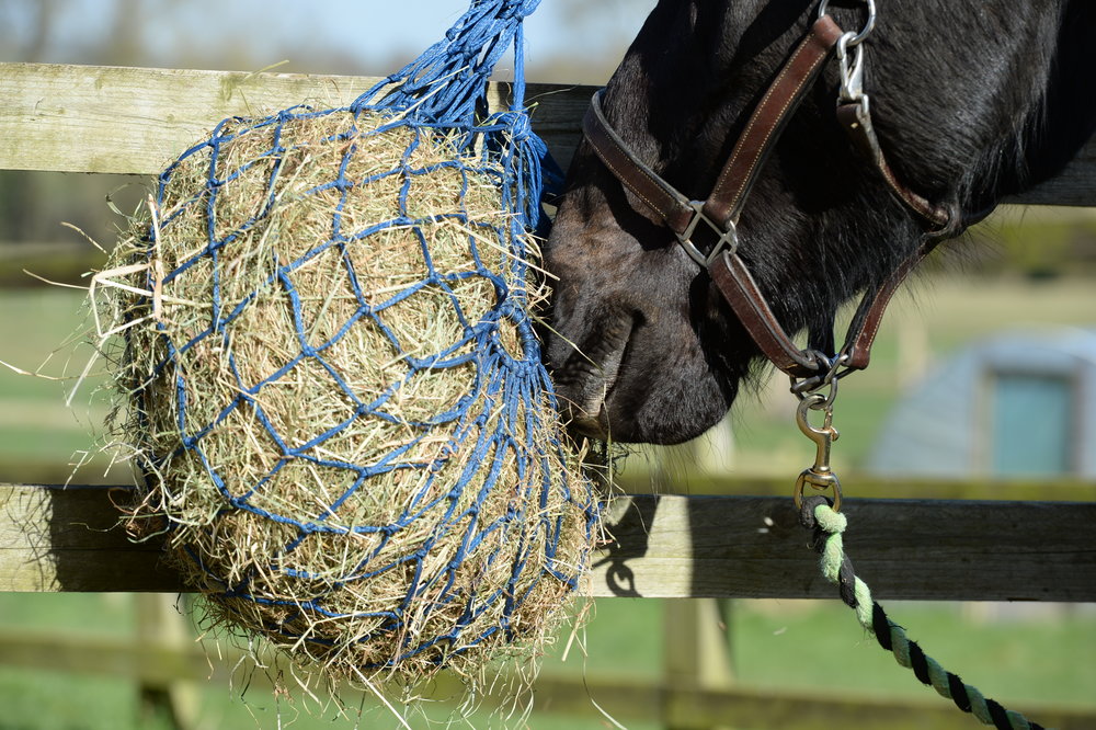 Hay or Haylage – Which Is the Best Forage for Your Horse? - Your Horse