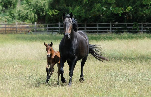 Why understanding how your mare feels when she’s in season will improve ...