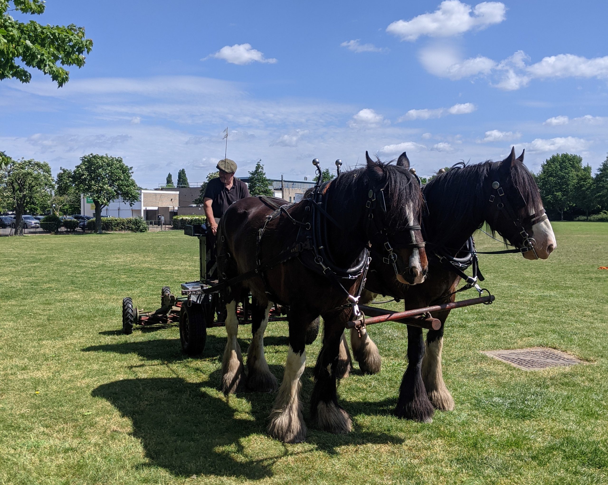 Shires Joey and William helping nature thrive in Wandsworth - Your Horse