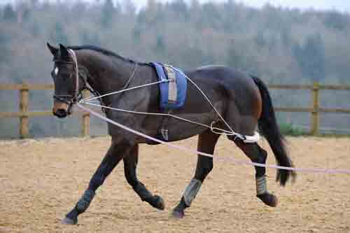 Pessoa Lunging System How To Fit And Use It Correctly Your Horse