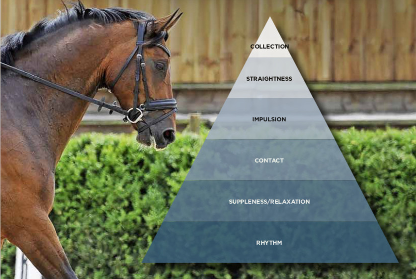 What are the Scales of Training for horses in dressage and flatwork? - Your  Horse