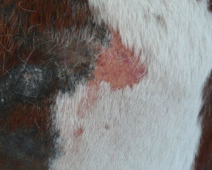 Photo shows a self-inflicted trauma on the side of a horse due to mange