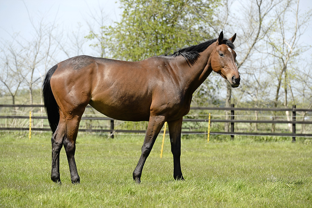 6 things you need to know about horse communication - Your Horse