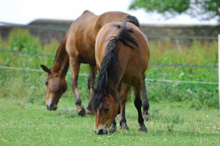 Why Does My Horse Lick the Dirt? - Your Horse