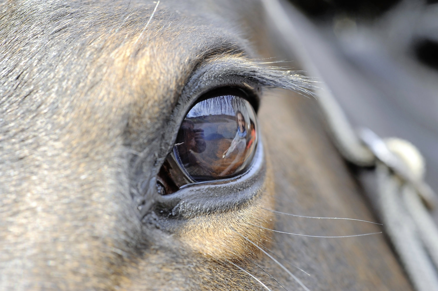 Majority of equestrians noticed sport horse welfare schemes, survey ...