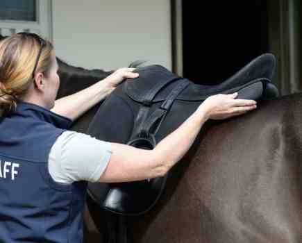 Pictured is a professional fitter checking the fit of a saddle on a dark bay horse