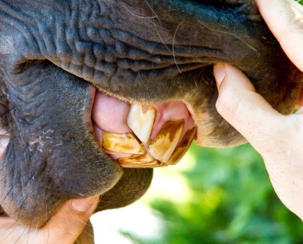 Pictured is a close up a horse's mouth showing two hands holding it open to look at the teeth in order to tell the age of the horse