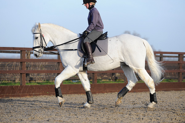 Pictured is a grey horse being schooling in running reins, which is when draw reins are attached to the girth straps rather than the girth