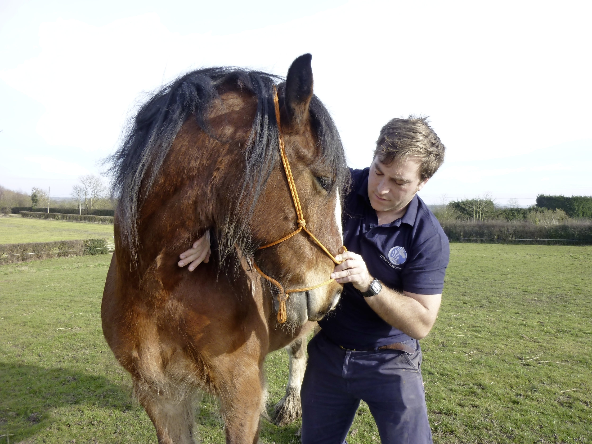 What Is Equine Osteopathy? Your Horse