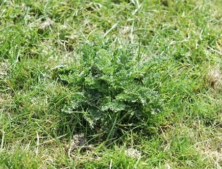 Pictured is ragwort in the early stages of growing: green rosettes without the yellow flowers. This is one of the most poisonous plants to horses