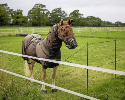 Wearing a fly rug in the field can offer horses some relief from sweet itch